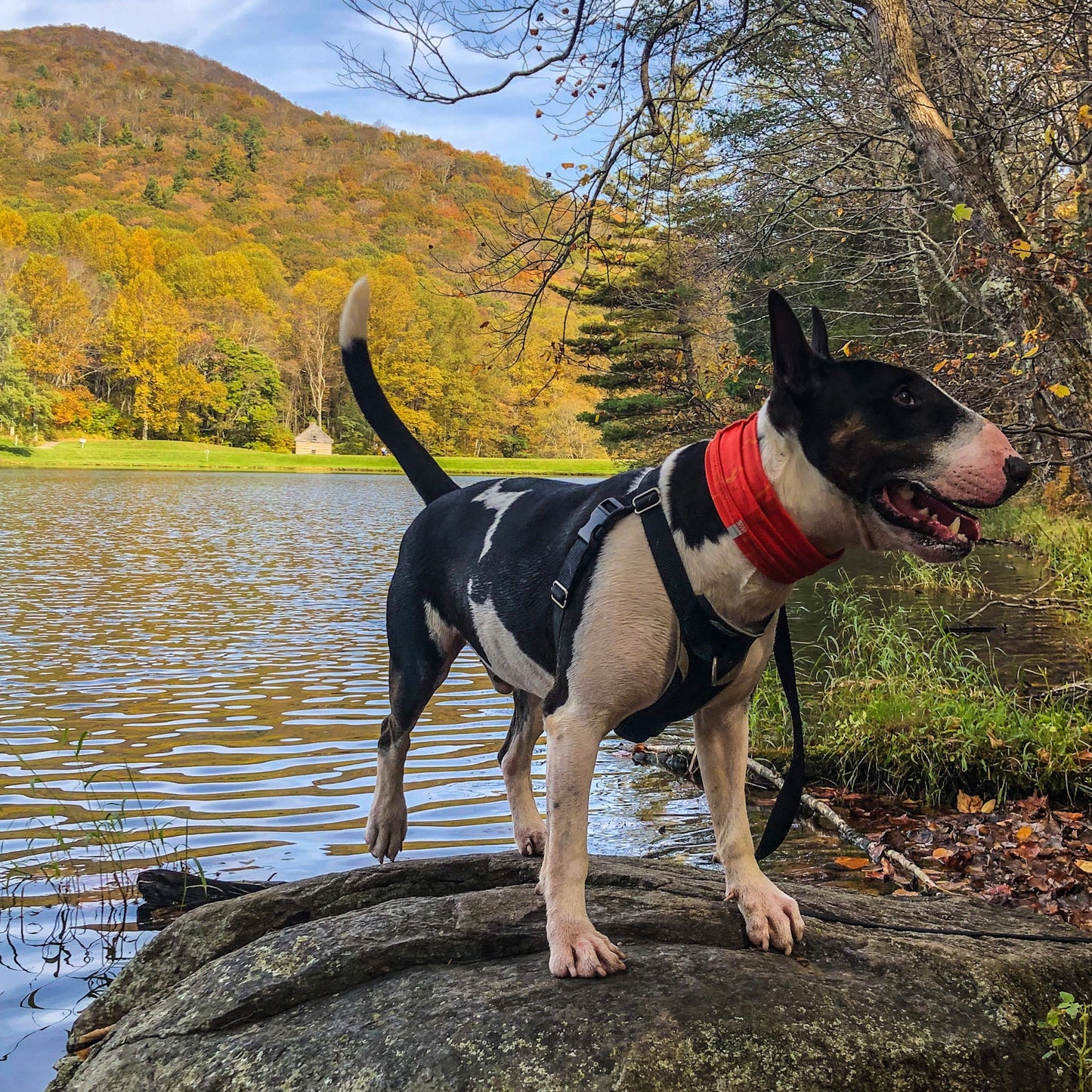 Smash Crackle Orange Pup Scruff