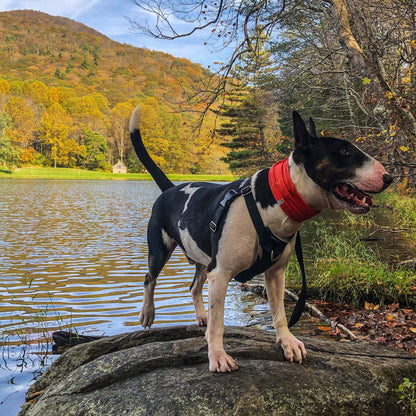 Smash Crackle Orange Pup Scruff
