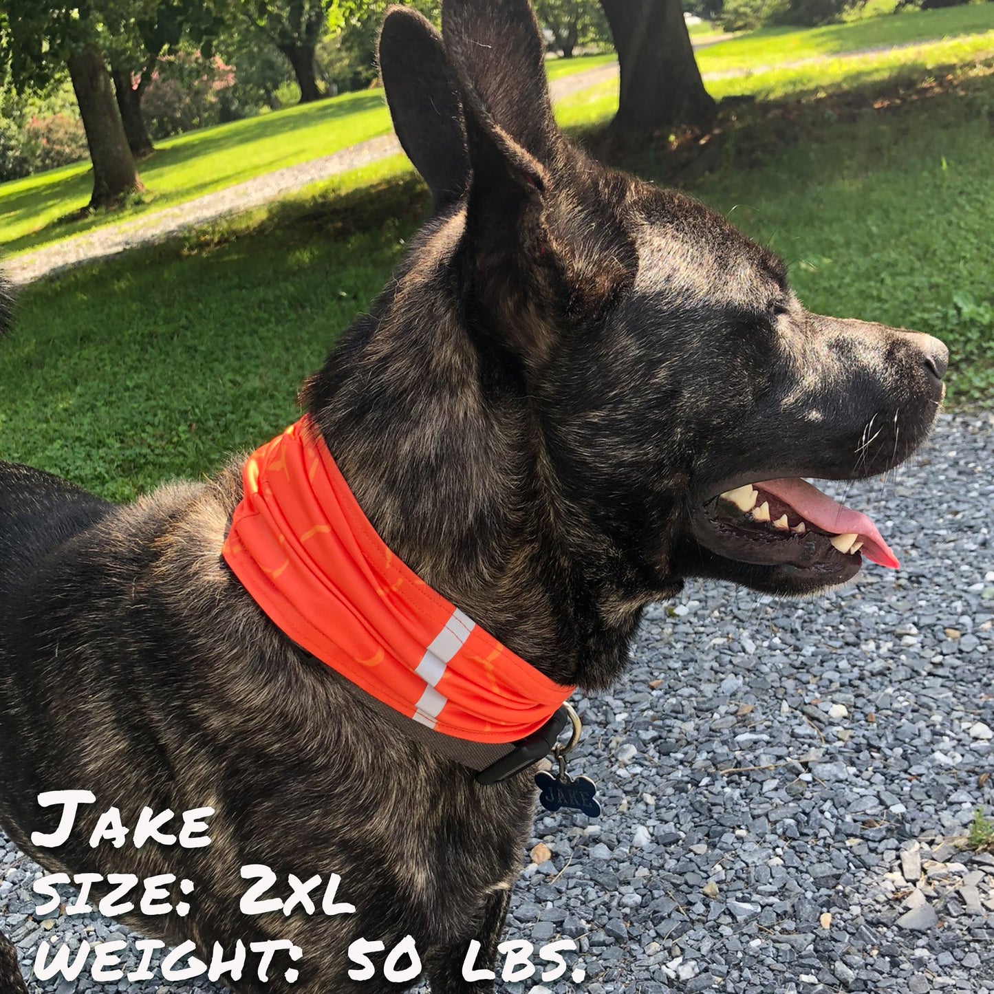 Smash Crackle Orange Pup Scruff